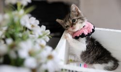 Buca Belediyesi seferber oldu: Zero hayata tutundu