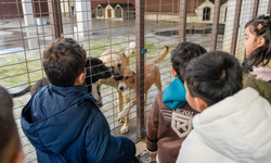 İzmir Büyükşehir'den anlamlı proje: Doğa ve patili dostlar şifa dağıtıyor