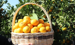 Ege’den yaş meyve sebze ihracatında güçlü başlangıç