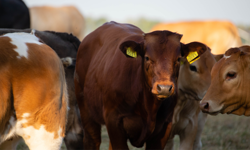 Diyanet 2026 vekalet yoluyla kurban kesim bedellerini açıkladı