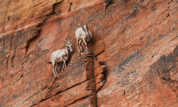 Zor zamanlarda ayakta kalmanın dokuz yolu