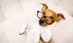 Hayvanların ne söylediğini anlamaya yaklaştık mı?