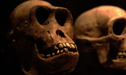 İnsanlık bir milyon yıl sonra nasıl görünecek?