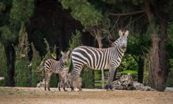 İzmir Doğal Yaşam Parkı öğrencilere ücretsiz hizmet verecek