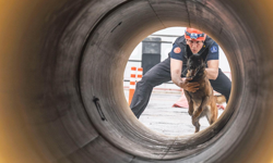 Sokaktan enkaza uzanan hikaye: Momo hayat kurtarmaya hazırlanıyor