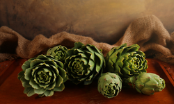 Urla enginarında sezon başladı: İhracata savaş engeli