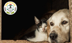 İzmir Barosu’ndan 4 Nisan mesajı: Sokak hayvanları sahipsiz değil, hak sahibidir