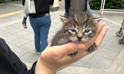 Konak’ta ağaçta mahsur kalan kediyi İzmir İtfaiyesi kurtardı