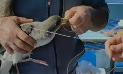 İzmir açıklarında mahsur kalan martıyı balıkçı kurtardı