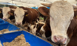 İzmir'de kurban pazarları kurulmaya başladı: Fiyatlar 500 bin liraya kadar çıkıyor