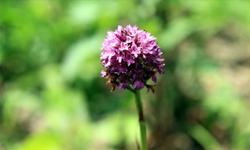 Salep orkidesi “altın”a dönüştü: Koparana 699 bin TL ceza var