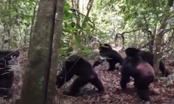 Uganda’da şempanzeler arasında iç savaş çıktı: 24 can kaybı