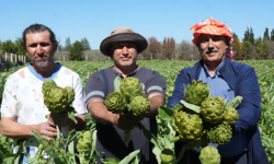 Urla’da sakız enginarı hasadı başladı: Tescilli lezzet sofralara ulaşıyor