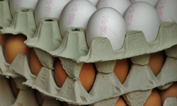 “Mayıs Çukuru” etkisi azaldı, yumurta fiyatları yeniden yükselişe geçti
