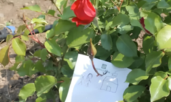 Hıdırellez’de dilek nasıl dilenir? Gül ağacı yine zirvede