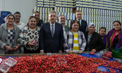 İzmir’de kiraz sezonu açıldı: İlk hasat Rusya ve Kanada'ya ihraç edildi