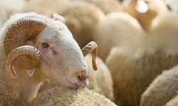 Vegan Müslümanlar Kurban Bayramı’nı nasıl deneyimliyor?