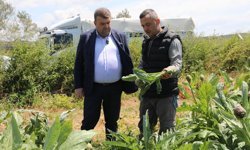 Seferihisar’da enginar hasadı başladı: Başkan Yetişkin üreticiyle tarlada buluştu