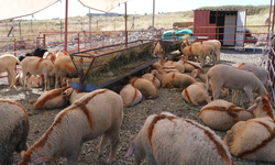 Ayvalık Belediyesi Kurban Bayramı hazırlıklarını tamamladı