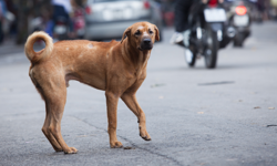 İçişleri Bakanı Çiftçi’den sokak köpekleri açıklaması: Ekim sonuna kadar hepsi toplanacak