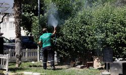 Balçova’da yaz dönemi haşereyle mücadele: İlçe genelinde kapsamlı ilaçlama