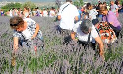 Seferihisar mor renklere bürünecek: 11'inci Lavanta Hasat Şenliği