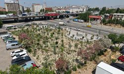 Kemer’e mikro orman kazandırıldı: Atıl alan yeşil yaşam merkezine dönüştü