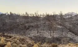 Muğla'da orman yangınlarının acı bilançosu! 5 bin hektardan fazla alan kül oldu
