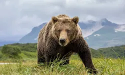 WWF Türkiye’den Seferihisar’daki ayı saldırısı açıklaması: Normal bir davranış değil!