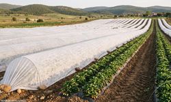 Büyükşehir'den çilek ve domates üreticisine can suyu