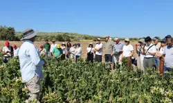 Dünya tütün uzmanları İzmir'de buluştu: 17 ülkeden katılım