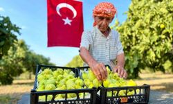 İzmir’de Bardacık İnciri mesaisi başladı! Kilosu tarlada 200, pazarda 350 TL