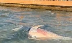 Çeşme ve Karaburun’da orkinos alarmı: Ölümlerin nedeni belli oldu