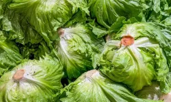Marul krizi derinleşiyor: Cyclospora salgınında vakalar 20 bini aştı!