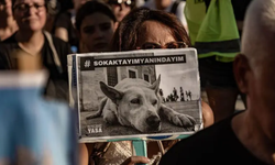 Sokak hayvanları düzenlemesinde iki yıl geride kaldı: Sahada neler yaşandı, tartışmalar neden sürüyor?