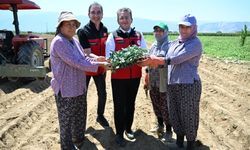 Ödemişli üreticiye devlet desteği: Binlerce kışlık sebze fidesi toprakla buluştu