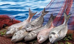 Su ürünleri sektörü Future Fish Eurasia’da İzmir’de buluşuyor