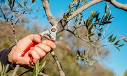 Buca Belediyesi’nden üreticiye ücretsiz zeytin budama eğitimi