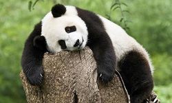 Çin’den ABD’ye dostluk adımı: İki panda 10 yıllığına gönderildi