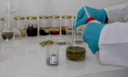 Tarım Bakanlığı düğmeye bastı: Gıda aromalarında yeni dönem