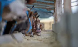 Yurt içi hayvan varlığı yükseldi, besilik sığır ithalatı geriledi