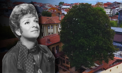 Zeki Müren’e ilham veren 300 yıllık manolya ağacı: Bir çocukluk hatırası hala çiçek açıyor