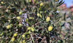 Buca’da zeytin üreticilerine sertifikalı budama eğitimi