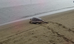 İzmir’de yaralı bulunan 4 caretta caretta yeniden denizle buluştu