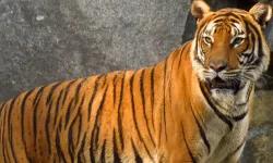 Bengal kaplanının saldırdığı kişi yaşamını yitirdi