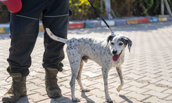 Bornova’da 83 köpek yeni yuvalarına kavuştu