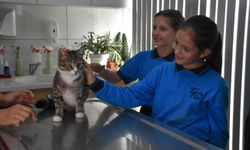 İzmir’de öğrencilerden örnek dayanışma: Yaralı kedi Kurabiye için harçlıklarını biriktirdiler