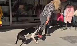 Esenyurt’ta kediyi parçalayan köpeğin sahibine 95 bin TL ceza