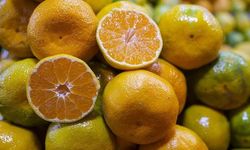 İzmir'de satsuma mandalina mesaisi başladı: Rekolte yüzde 12 arttı