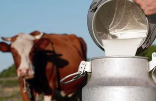Süt ve peynir fiyatları ramazan boyunca sabit kalacak